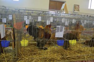 Expoziţie cu păsări de rasă, în acest weekend, la Târgu Jiu