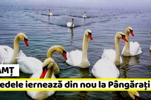 Neamţ: Sute de lebede şi raţe sălbatice iernează din nou la Pângăraţi