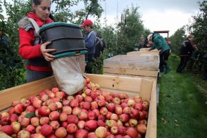 Vrei să lucrezi în agricultură? 150 de locuri de muncă în Spania