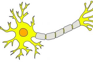Ce sunt neuronii-oglindă şi cum ne ajută în viaţă?