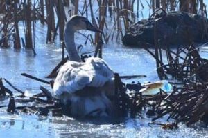 Pompierii din Târgu-Jiu, chemaţi din nou să salveze o lebădă