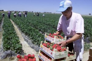 Locuri de muncă în Spania la cules de fructe
