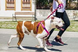 22 de proprietari sau deţinători de câini periculoşi sau agresivi, din judeţull Alba, sancţionaţi pentru nerespectarea legislaţiei în domeniu