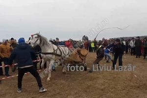 VIȘINA: Dosare penale pentru cei care au bătut caii. Autorităţile locale au asistat la violenţa asupra animalelor