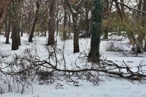 Alergătorii şi iubitorii de mişcare din Timişoara strâng crengile căzute în urma ninsorilor. Veniţi?