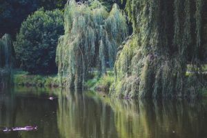 Ceaiul de coajă de salcie, adevărata „aspirină” naturală