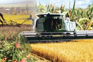 Fertilizarea fazială a cerealelor păioase