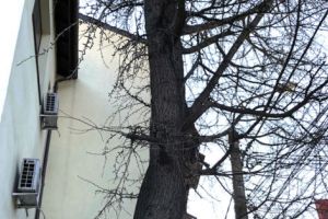 Copaci din Piteşti, monumente ale naturii