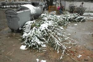 Brazii de Crăciun, colectaţi sâmbăta de la platformele de gunoi