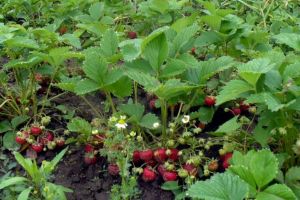 AJOFM: Locuri de muncă în Spania (recoltarea şi ambalarea fructelor)