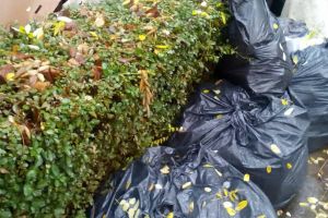 Probleme GRAVE cu salubritatea, în mai multe localităţi arădene. De ce sunt nemulţumiţi primarii şi cetăţenii