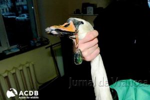 Șocant! Ce a păţit o lebădă din cauza braconierilor! Imagini cu IMPACT EMOȚIONAL