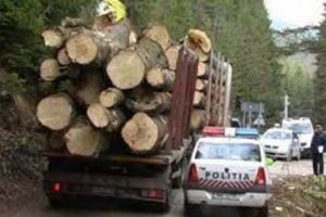 Acţiuni in Prahova pentru depistarea transporturilor ilegale de materiale lemnoase
