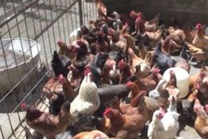 ALERTĂ în judeţul lui Dragnea! Substanţă TOXICĂ descoperită la o fermă. Peste 4 milioane de produse CONFISCATE
