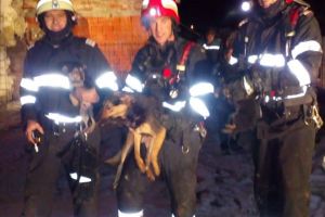 Căţei morţi după ce o casă a fost cuprinsă de flăcări, la Bacova