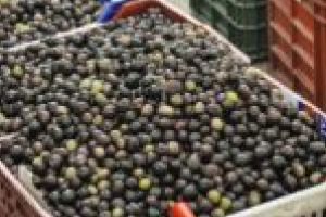 Firmele din Timiş pot participa la misiuni economice în Grecia în domeniile zootehniei, construcţiilor, industriei alimentare şi a comerţului de fructe şi legume