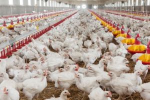 ALERTĂ! Produse contaminate într-o fermă din Teleorman care aprovizionează zilnic Bucureştiul