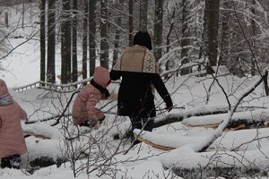 Altă iarnă, alţi copaci căzuţi la Regia, altă oportunitate ratată de CJ