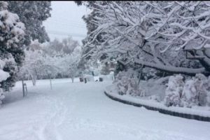 Timişorenii chemaţi să dea la lopată şi să adune crengile rupte de zăpadă