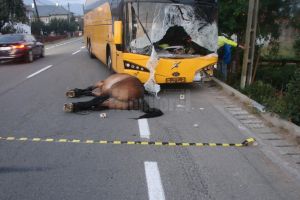Primul proprietar de cal judecat pentru un accident mortal provocat de animal, achitat de ...