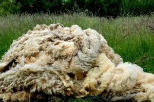 Anul acesta vor apărea primele case izolate termic cu lână