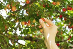 Spania recrutează 150 de lucrători pentru culesul fructelor
