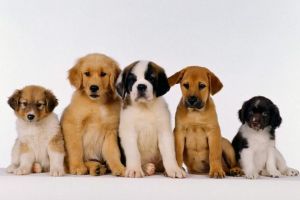 Aceştia sunt cei mai inteligenţi câini, potrivit unui psiholog canin