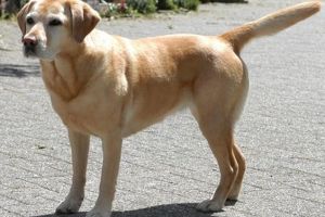Copil de 12 ani, muşcat de un câine din rasa Labrador Retriever, la Făgăraş