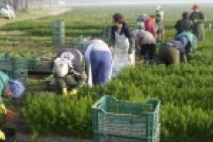 Eşti în căutarea unui job afară? 200 de posturi vacante în domeniul agricol