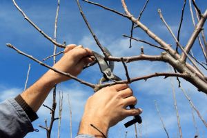 Unde puteţi învăţa la Bistriţa să tăiaţi pomi fructiferi