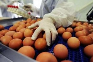 ALERTĂ ALIMENTARĂ în România: Peste 35.000 de ouă contaminate cu Fipronil, un insecticid interzis, au fost puse în vânzare