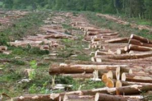Doi angajaţi ai unei firme de exploatare forestieră din Vâlcea sunt acuzaţi că au tăiat ilegal, într-o singură zi, 170 mc de arbori