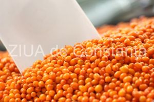 Fructul de catina contine de trei ori mai multa vitamina A decat morcovii