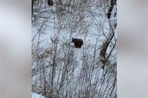 Nu mică le-a fost mirarea vânătorilor să-l vadă printre copacii din pădure (VIDEO)