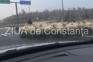 Atentie soferi. Turma de oi pe Autostrada Soarelui  