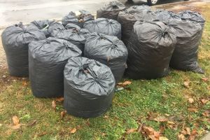 La Timişoara, deşeurile vegetale se adună la un loc cu cele menajere