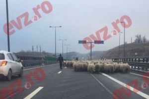 TURMĂ de OI pe AUTOSTRADA Soarelui. Trafic îngreunat