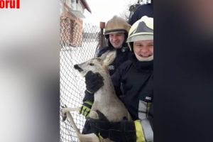 Căprioară salvată de pompieri, după ce s-a agăţat într-o plasă de gard la Siret