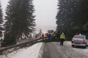 Pompierii, solicitaţi să îndepărteze copacii care pot cădea pe carosabil