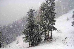 COD GALBEN de NINSORI abundente şi VISCOL în munţii Apuseni şi Transilvania, până marţi