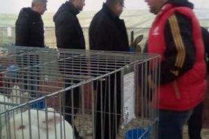La 15 ANI, CAMPION LA CRESCUT… IEPURI DE RASĂ!