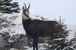 FOTO Imagini inedite din Piatra Craiului – Caprele negre au coborât la poalele munţilor