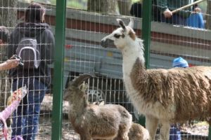 Activităţi de cercetare, la Zoo Târgu-Mureş?