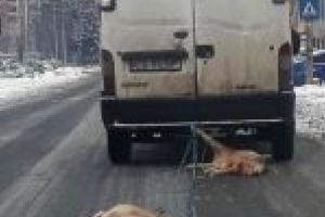 [VIDEO] Imagini horror pe cel mai aglomerat bulevard din Reşiţa! Două animale moarte, trase după un microbuz!
