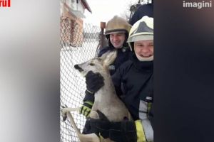 Căprioară salvată de pompieri, după ce s-a agăţat într-o plasă de gard, la Siret