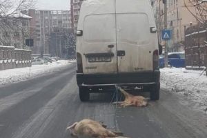 VIDEO. Porci morţi legaţi şi târâşi după o maşină prin Reşiţa