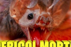 Pericol MORTAL. Autorităţile AVERTIZEAZĂ asupra unor posibile ATACURI ale LILIECILOR 
