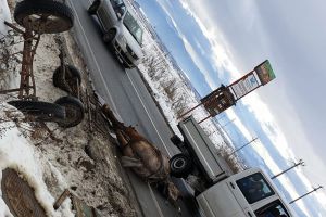 FOTO Cal ucis într-un accident pe DN14 la Viile Sibiului