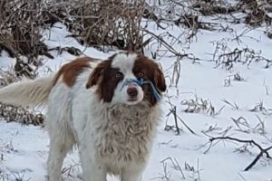 CRUZIME. Un câine a fost abandonat cu botul şi picioarele legate, ca să moară în chinuri