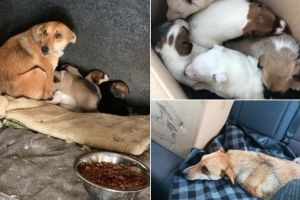 Gest impresionant de omenie la Alba Iuia, unde o căţeluşă abandonată, cu 7 pui, a fost salvată de la îngheţ de un om al străzii